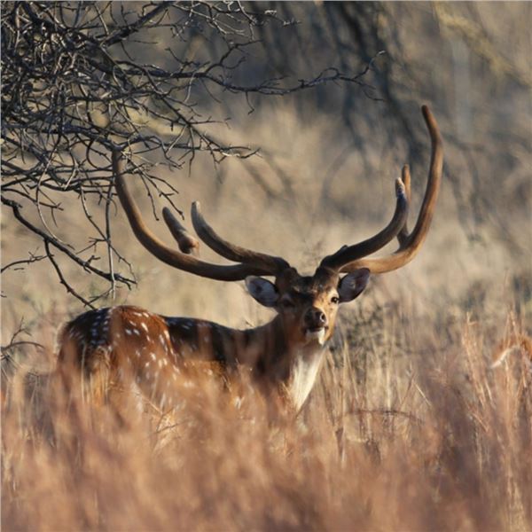 Axis Deer Hunt for 1 Hunter & 1 Non-Hunter at Champion Ranch
