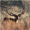 Image 1 : Axis Deer Hunt for 1 Hunter & 1 Non-Hunter at Champion Ranch