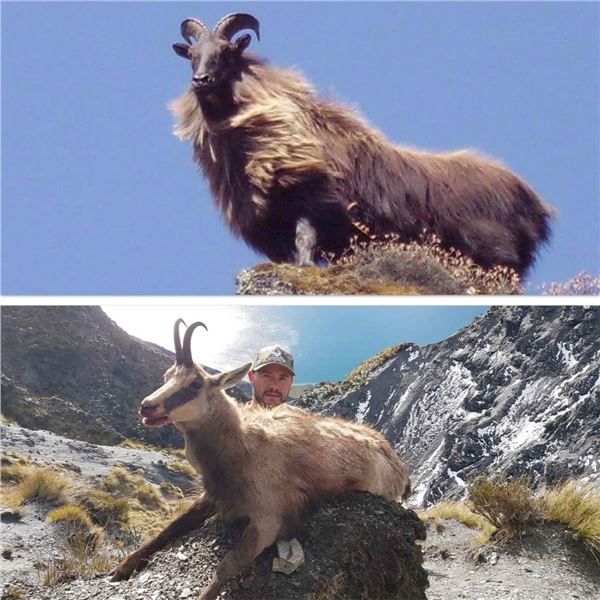 2026 New Zealand Chamois & Tahr Hunt