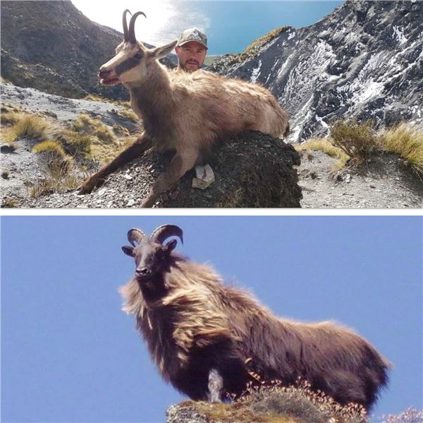 2027 New Zealand Chamois & Tahr Hunt