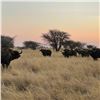 Image 6 : African Cape Buffalo & Blue Wildebeest for 2 Hunters & 2 Observers