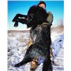 Image 10 : Alberta Wolf Hunt for 2
