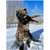 Image 11 : Alberta Wolf Hunt for 2