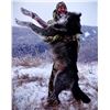 Image 12 : Alberta Wolf Hunt for 2