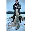 Image 13 : Alberta Wolf Hunt for 2