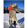 Image 14 : Alberta Wolf Hunt for 2