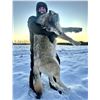 Image 17 : Alberta Wolf Hunt for 2