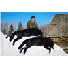 Image 18 : Alberta Wolf Hunt for 2