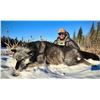 Image 19 : Alberta Wolf Hunt for 2