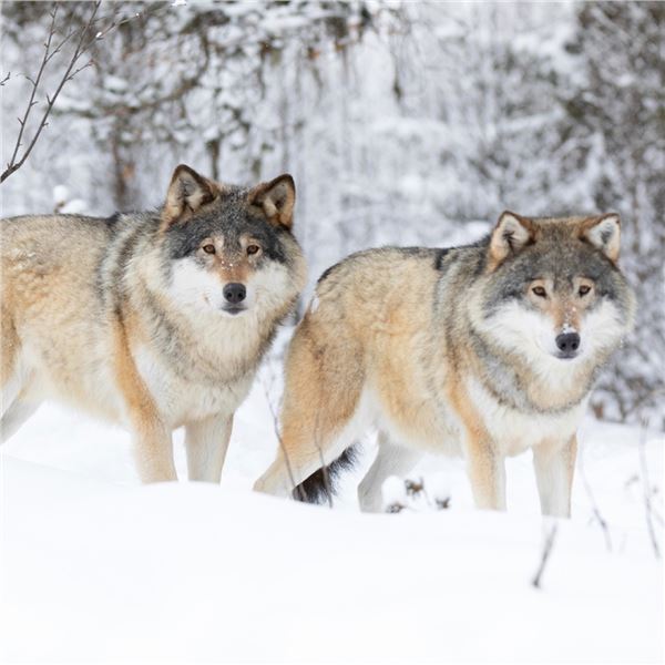 Alberta Wolf Hunt for 2