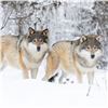 Image 1 : Alberta Wolf Hunt for 2