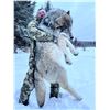 Image 20 : Alberta Wolf Hunt for 2