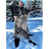 Image 22 : Alberta Wolf Hunt for 2