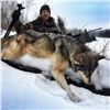 Image 4 : Alberta Wolf Hunt for 2