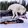 Image 8 : Alberta Wolf Hunt for 2