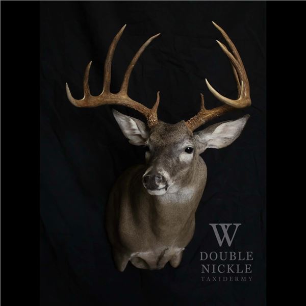 Double Nickle Taxidermy $500 Credit