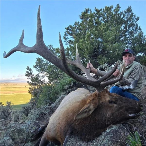 New Mexico Bull Elk Hunt