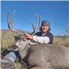 Image 3 : Arizona Mule or Coues Deer Hunt for 2