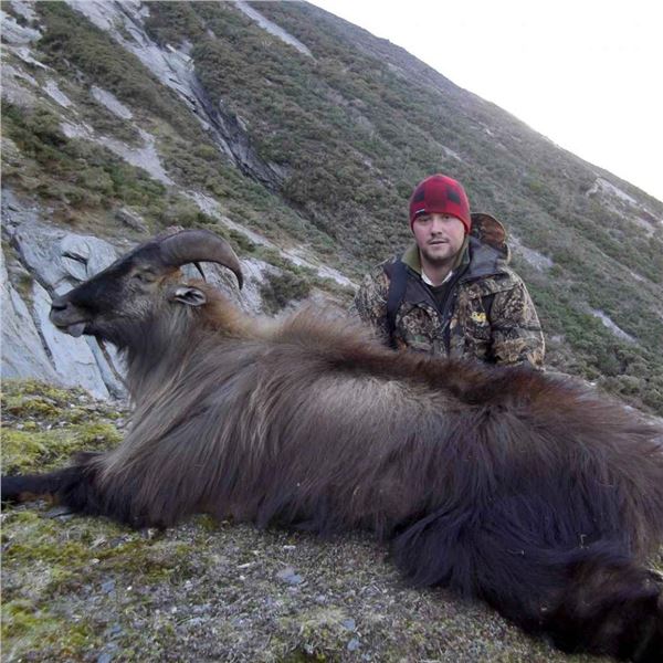 2027 New Zealand Alpine Bull Tahr Hunt
