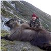 Image 1 : 2027 New Zealand Alpine Bull Tahr Hunt