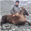 Image 2 : 2027 New Zealand Alpine Bull Tahr Hunt