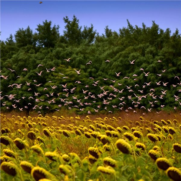 Argentina Dove Hunt for 4 to 8 Hunters