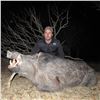 Image 11 : Argentina Water Buffalo & Boar Hunt for 2