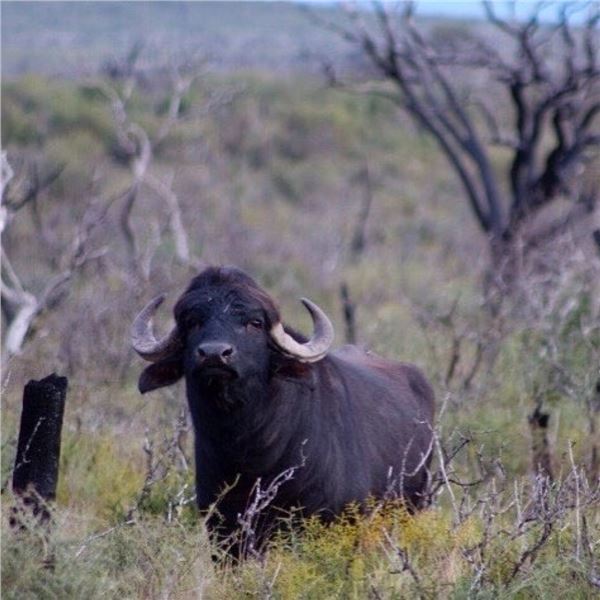 Argentina Water Buffalo & Boar Hunt for 2