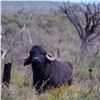 Image 1 : Argentina Water Buffalo & Boar Hunt for 2