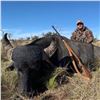Image 5 : Argentina Water Buffalo & Boar Hunt for 2