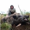 Image 9 : Argentina Water Buffalo & Boar Hunt for 2
