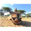 Image 5 : SL7 - NAMIBIAN PLAINS GAME SAFARI FOR 2 HUNTER AND 2 NON-HUNTERS