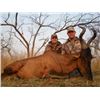 Image 6 : SL7 - NAMIBIAN PLAINS GAME SAFARI FOR 2 HUNTER AND 2 NON-HUNTERS
