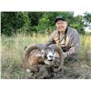 Image 8 : SL8 - SERBIA ROE DEER HUNT FOR 1 HUNTER AND 1 NON-HUNTER