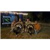 Image 6 : SL9 - MEXICAN GOULD'S TURKEY HUNT FOR 2 HUNTERS