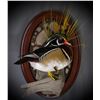 Image 3 : SL10 - WINDY HILLS TAXIDERMY CREDIT