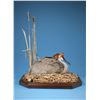 Image 4 : SL10 - WINDY HILLS TAXIDERMY CREDIT
