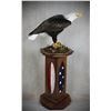 Image 5 : SL10 - WINDY HILLS TAXIDERMY CREDIT