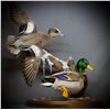 Image 7 : SL10 - WINDY HILLS TAXIDERMY CREDIT