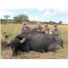Image 6 : SL12 - ARGENTINA BIG GAME AND FISHING SAFARI FOR 2 HUNTERS