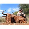 Image 2 : SL14 - SOUTH AFRICA PLAINS GAME SAFARI FOR 2 HUNTERS