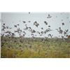 Image 2 : SL20 - ARGENTINA DOVE HUNT FOR 2 - 6 HUNTERS