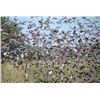 Image 3 : SL20 - ARGENTINA DOVE HUNT FOR 2 - 6 HUNTERS