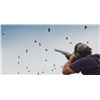 Image 4 : SL20 - ARGENTINA DOVE HUNT FOR 2 - 6 HUNTERS