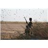 Image 6 : SL20 - ARGENTINA DOVE HUNT FOR 2 - 6 HUNTERS
