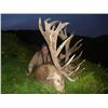 Image 10 : SL23 - NEW ZEALAND RED STAG HUNT FOR 2 HUNTERS