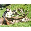 Image 4 : SL23 - NEW ZEALAND RED STAG HUNT FOR 2 HUNTERS