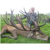 Image 8 : SL23 - NEW ZEALAND RED STAG HUNT FOR 2 HUNTERS