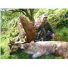 Image 9 : SL23 - NEW ZEALAND RED STAG HUNT FOR 2 HUNTERS