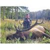 Image 2 : SL24 - COLORADO BULL ELK/BLACK BEAR ARCHERY HUNT FOR 1 HUNTER AND 1 NON-HUNTER